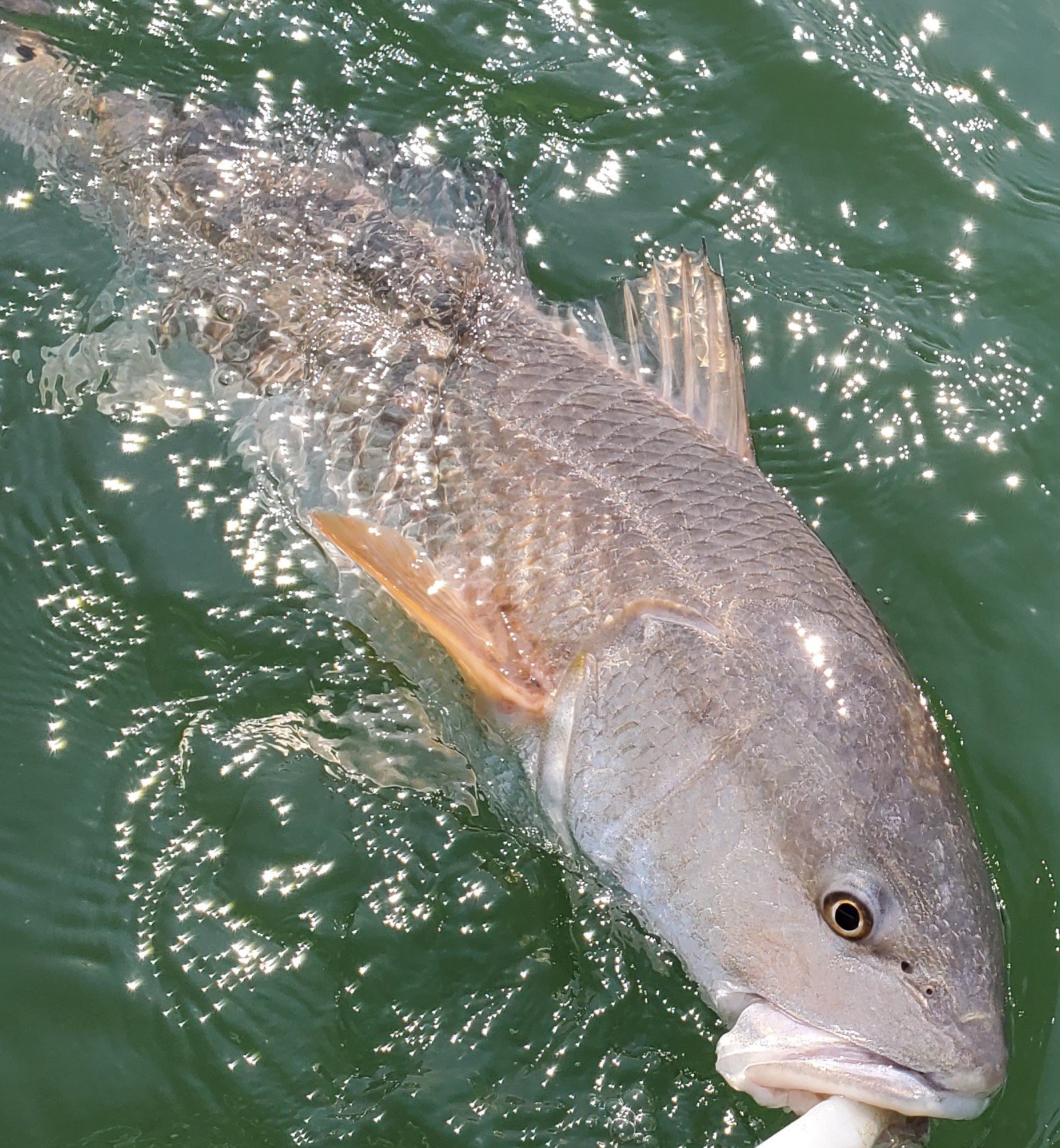 inshore fishing charters, inshore fishing charter, fishing charter, fishing charters, fishing charters near me, fishing charter near, best fishing charter, best inshore fishing charters, where to fish, how to fish, fishing guide, fishing guides, fishing trip, fishing trips