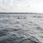 fishing charters, bottom fishing charters, deep sea fishing charter, offshore fishing, fishing trips