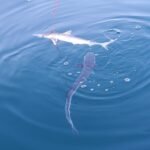fishing charters, bottom fishing charters, deep sea fishing charter, offshore fishing, fishing trips
