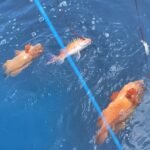 fishing charters, bottom fishing charters, deep sea fishing charter, offshore fishing, fishing trips