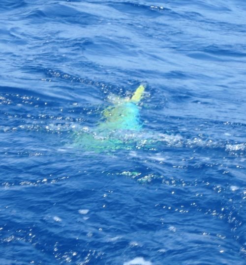 fishing charters, bottom fishing charters, deep sea fishing charter, offshore fishing, fishing trips